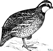 quail Shafukan Masu Launi Da Ake Bugawa